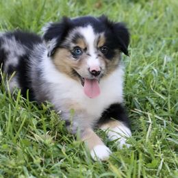 Girl 5 - Miniature Australian Shepherd puppy in Florida from J7 Miniature Australian Shepherds
