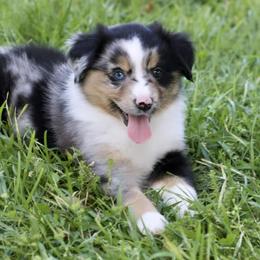 Girl 5 - Miniature Australian Shepherd puppy in Florida from J7 Miniature Australian Shepherds