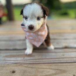 Stripes - Red tri female Miniature Australian Shepherd puppy in Doddridge, Arkansas from Huddleston Farm