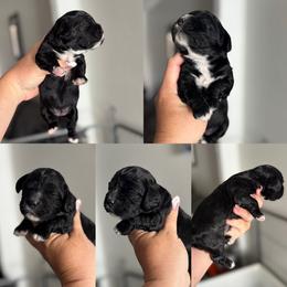 Meadow - Black and white female Cockapoo puppy in Lafayette, Louisiana from Kinkade Kennels