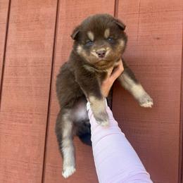 Yellow - Red and white female Siberian Husky puppy in Jonesborough, Tennessee from Dry Creek Siberians