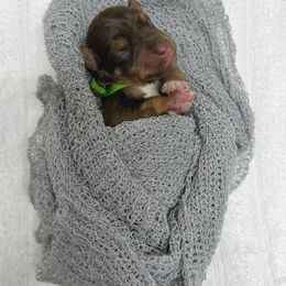 Sylt - Liver male Miniature Schnauzer puppy in Huntington, Utah from Schnauzers on Robinson Lane