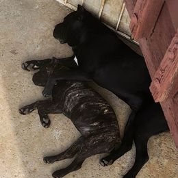 Cane Corso Puppies from JSM Corsos