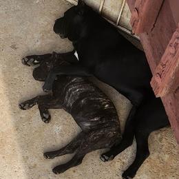 Cane Corso Puppies from JSM Corsos