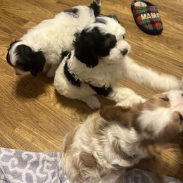 Cavalier King Charles Spaniel, Cavapoo, Maltipoo, and Poodle Puppies from Lainy's Puppies