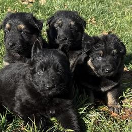 German Shepherd Puppies from Circle Oaks Shepherds