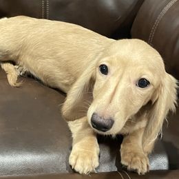 Honey - Dachshund