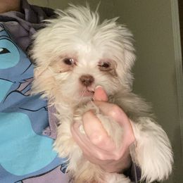 Duke - White male Shih Tzu puppy in Double Springs, Alabama from Little Friends Kennel