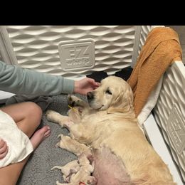 Golden Retriever Puppies from Huckaby’s English Golden Retrievers