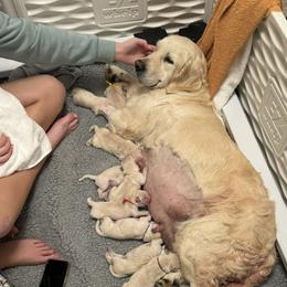 Golden Retriever Puppies from Huckaby’s English Golden Retrievers