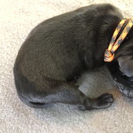 Labrador Retriever Puppies from Southtown Retrievers