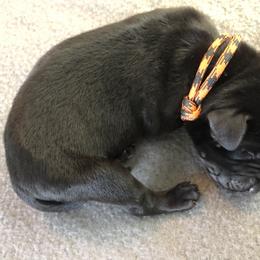 Labrador Retriever Puppies from Southtown Retrievers