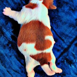 Shih Tzu Puppies from Gig Harbor Shih Tzu's