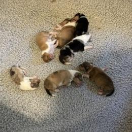 Tricolor - Black white and tan male Collie puppy in Edison, New Jersey from Hi-Crest Collies