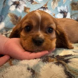 Capri - Ruby female Cavalier King Charles Spaniel puppy in Mount Dora, Fl, Florida from Breezy Palms Cavaliers
