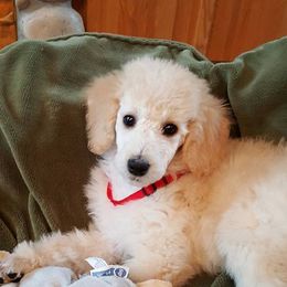 Poodle Puppies from Coplar Creek Standard Poodles