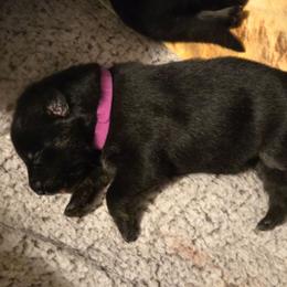 Girl 1 - female German Shepherd puppy in Grimesland, North Carolina from Von Stancill German Shepherds
