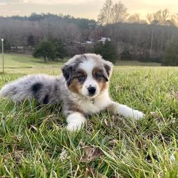 Teddy - Blue merle male Miniature Australian Shepherd puppy in Liberty, South Carolina from Alexander Canines