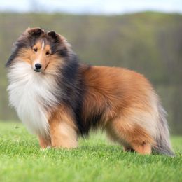 Mario - Shetland Sheepdog