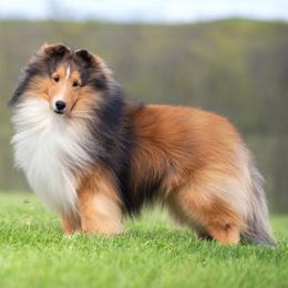Mario - Shetland Sheepdog