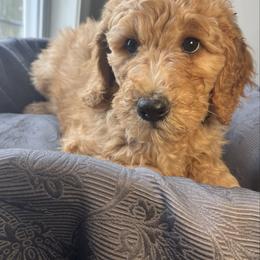 Gingerbread - Apricot female Goldendoodle puppy in Clarksville, Tennessee from Golden Pine Designer Doodles