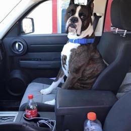 Max - Boxer