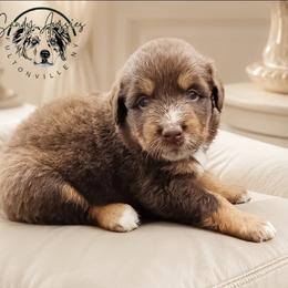 Godiva - Red tri-color female Australian Shepherd puppy in Fultonville, New York from Sandy Aussies & Pomeranians