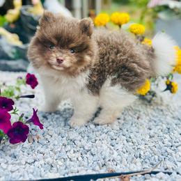 Wallace (Lavender and Tan Tri Parti Male) - Lavender male Pomeranian puppy in Buck Valley, Pennsylvania from Buck Valley Pomeranians