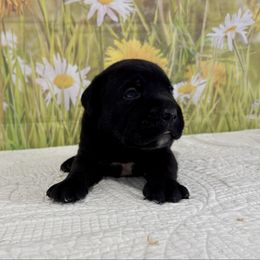 Jackson - Black male Cane Corso puppy in Loogootee, Indiana from Walnut Creek Cane Corso