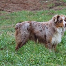 Australian Shepherds from Ashley's Aussies