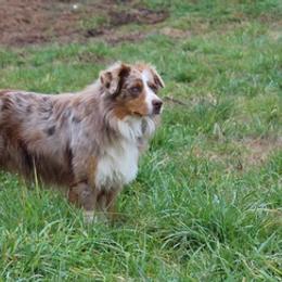 Australian Shepherds from Ashley's Aussies