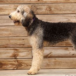 Arrow - Goldendoodle