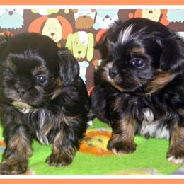 Shih Tzu Puppies from Meadowlyn's Dream Shih Tzu