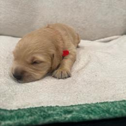 Rudolph: Red collar - Golden male Golden Retriever puppy in Monterey, Tennessee from Lawson’s Green Acres Goldens and Mini Dachshunds