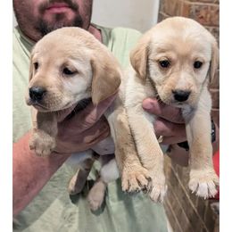 Labrador Retrievers from Michelle's Lovable Labs