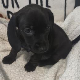 Little J - Black female Dachshund puppy in Acworth, Georgia from Real Life Pupps LLC