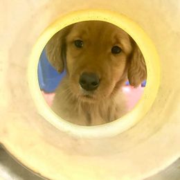 Golden Retriever Puppies from Mueller’s Furry Farm