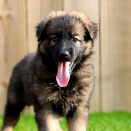 German Shepherd Puppies from LaMarca's Kennels