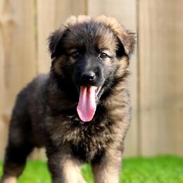 German Shepherd Puppies from LaMarca's Kennels