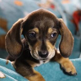 Dachshund All Grown Up from Gryphon Lane Dachshunds