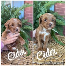Cider - Red  male Goldendoodle puppy in Trenton, Tennessee from Pickard’s country Golden doodles
