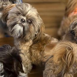 Sammy - Brindle male Shih Tzu puppy in Victorville, California from RUMBLE n TUMBLE