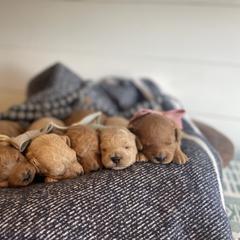 Labradoodle Puppies from News Mini Doodles