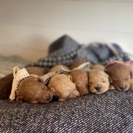 Labradoodle Puppies from News Mini Doodles