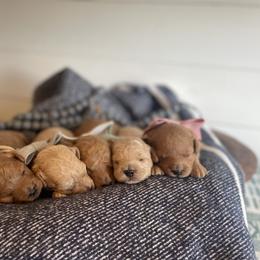 Labradoodle Puppies from News Mini Doodles