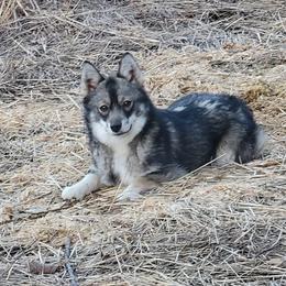 Maikoh - Wolf sable female Pomsky puppy in Gladstone, Virginia from Rustic Charms Miniature Huskys