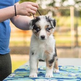 Australian Shepherd Puppies from RD Ranch