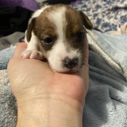 Princess Emma - White and tan female Russell Terrier puppy in Missouri from Royal Russells Ranch