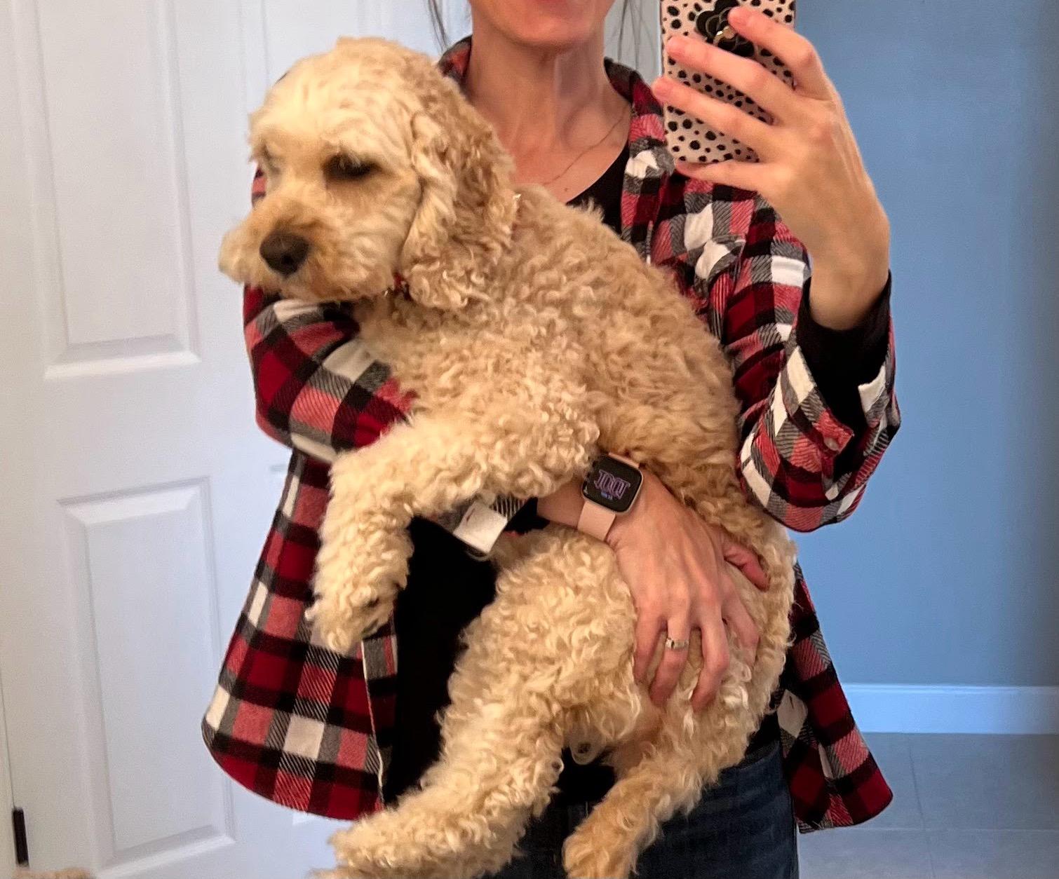 Brevard County Cockapoos in Florida | Cockapoo puppies | Good Dog