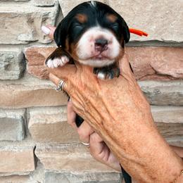 Fudd - Tri-color male Bernedoodle puppy in Weston, Idaho from Berne n Doodles